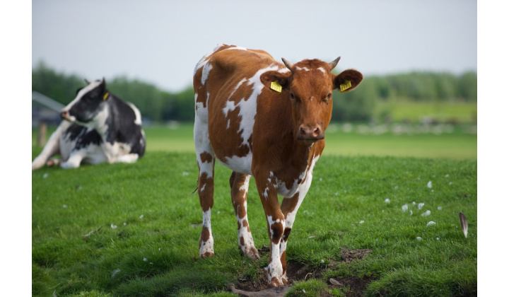 Fotka pre článok OZNAM-REGIONÁLNA VETERINÁRNA A POTRAVINOVÁ SPRÁVA RIMAVSKÁ SOBOTA