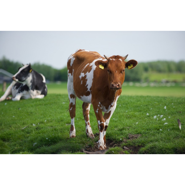 Menšia fotka pre článok OZNAM-REGIONÁLNA VETERINÁRNA A POTRAVINOVÁ SPRÁVA RIMAVSKÁ SOBOTA