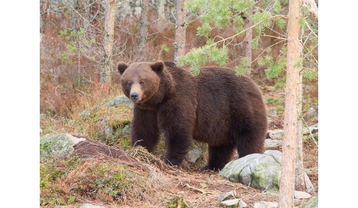 Fotka pre článok Vyhlásenie mimoriadnej situácie spôsobenej nežiaducim výskytom medveďa hnedého (Ursus arctos)