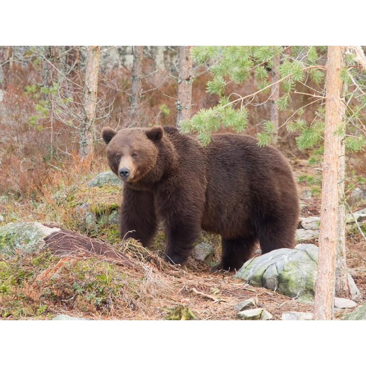 Menšia fotka pre článok Vyhlásenie mimoriadnej situácie spôsobenej nežiaducim výskytom medveďa hnedého (Ursus arctos)